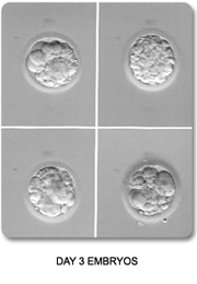 Fragmented Day 3 Embryo