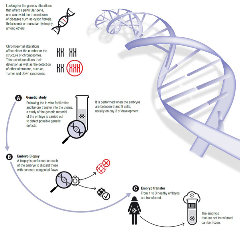 what does preimplantation genetic diagnosis test for